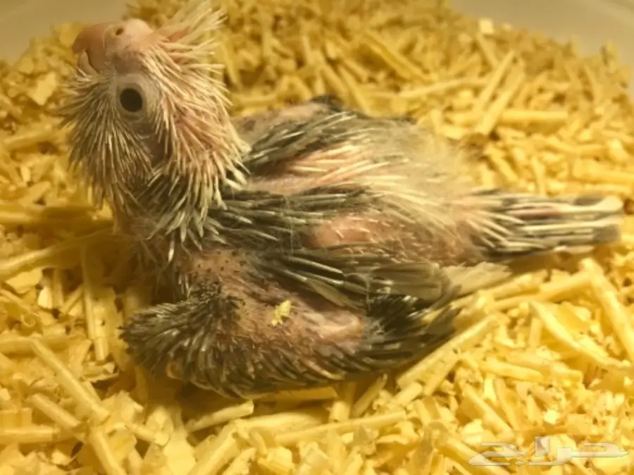 فرخ كروان هولندي مكتف - فرصة لا تُفوّت! (image 1)