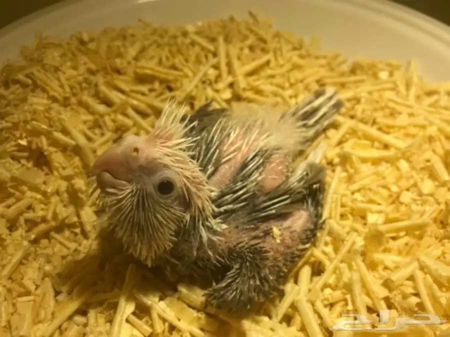 فرخ كروان هولندي مكتف - فرصة لا تُفوّت! (image 3)