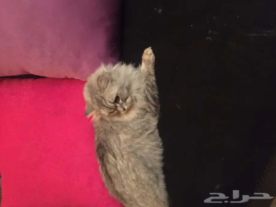 قطة شيرازية أنيقة - فرصة لا تُفوّت!