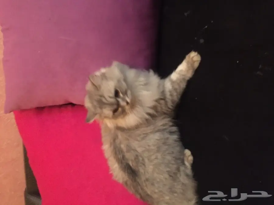 قطة شيرازية أنيقة - فرصة لا تُفوّت! (image 1)