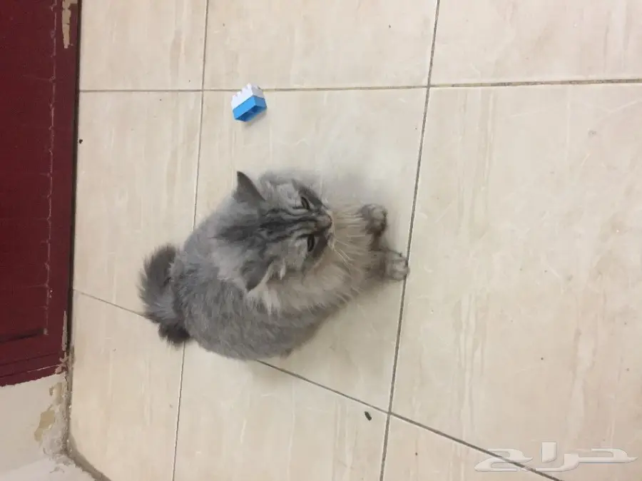 قطة شيرازية أنيقة - فرصة لا تُفوّت! (image 2)