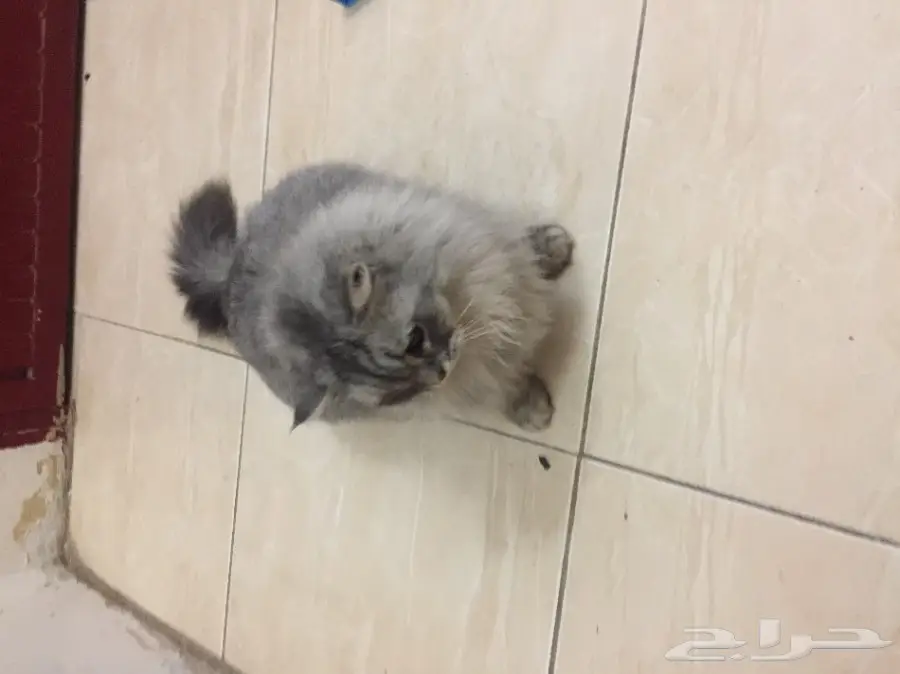 قطة شيرازية أنيقة - فرصة لا تُفوّت! (image 3)