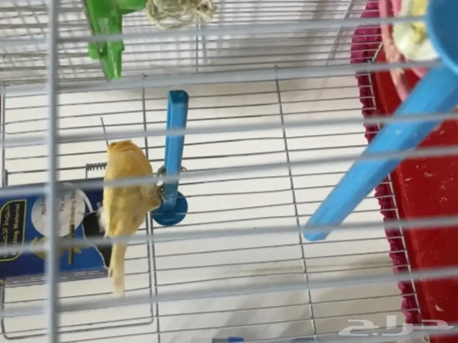 زوج كناري منتج ع الشرط