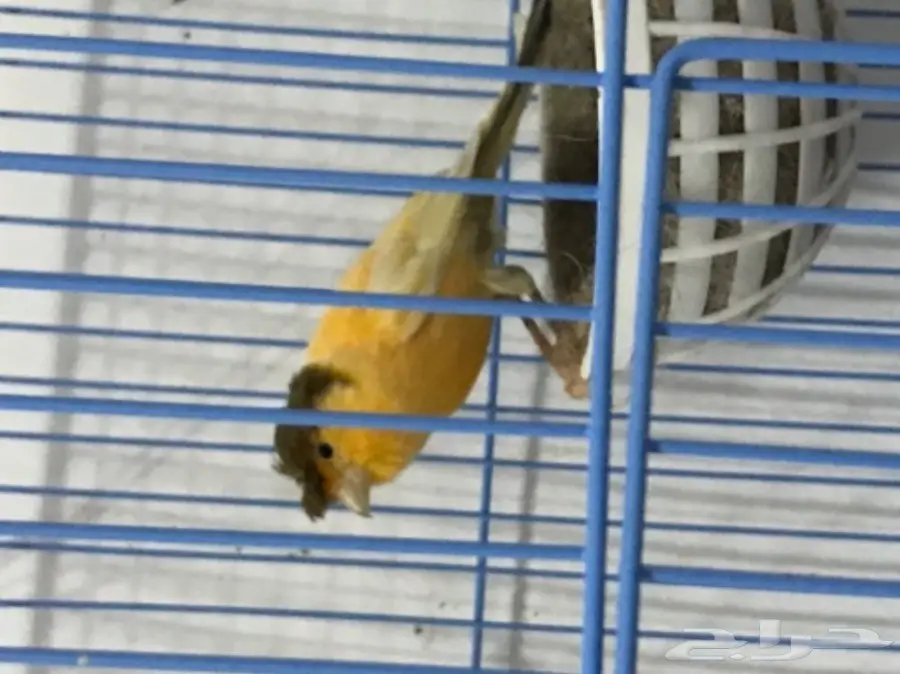 زوج كناري منتج ع الشرط (image 1)