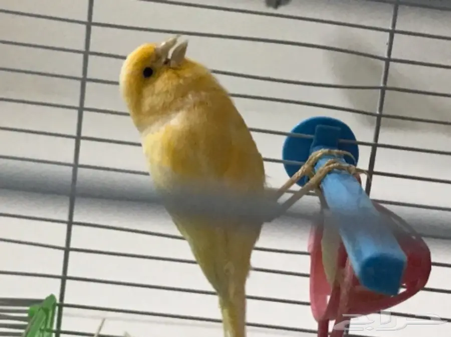 زوج كناري منتج ع الشرط (image 2)