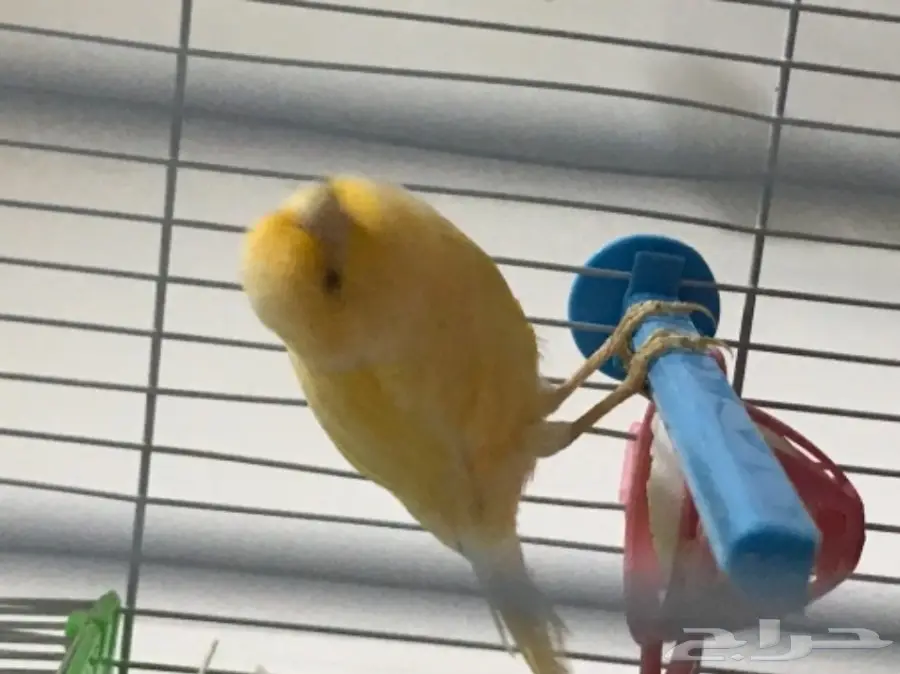 زوج كناري منتج ع الشرط (image 3)