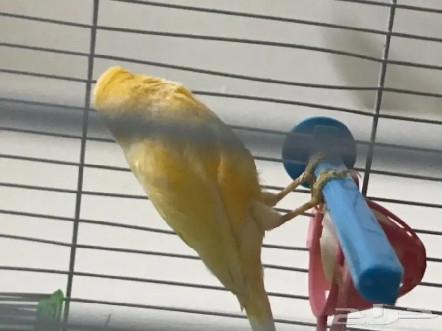 زوج كناري منتج ع الشرط (image 4)