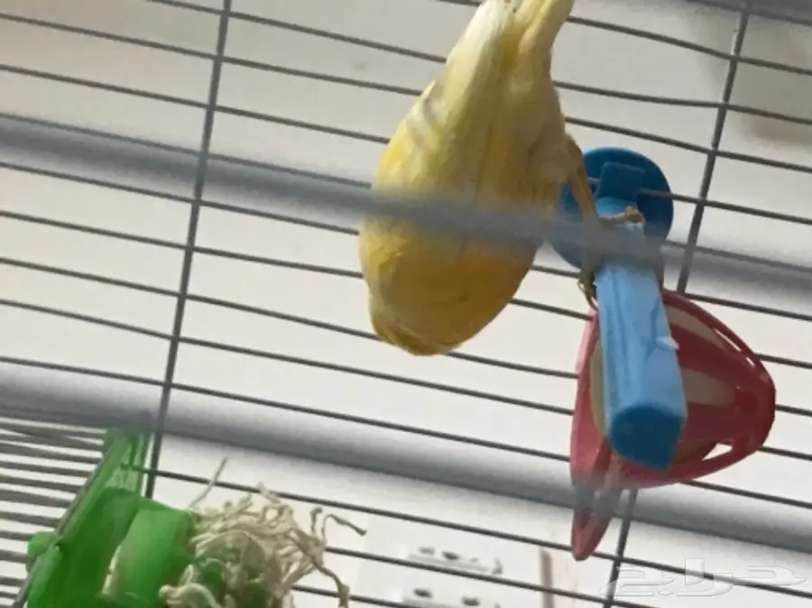 زوج كناري منتج ع الشرط (image 5)