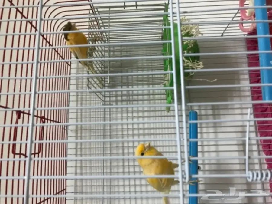 زوج كناري منتج ع الشرط (image 6)