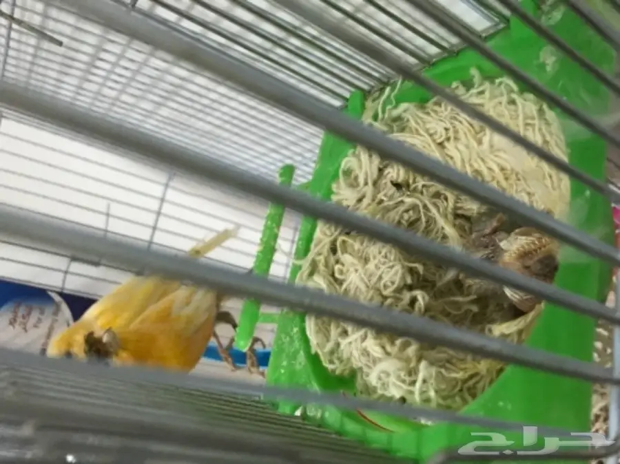 زوج كناري منتج ع الشرط (image 7)