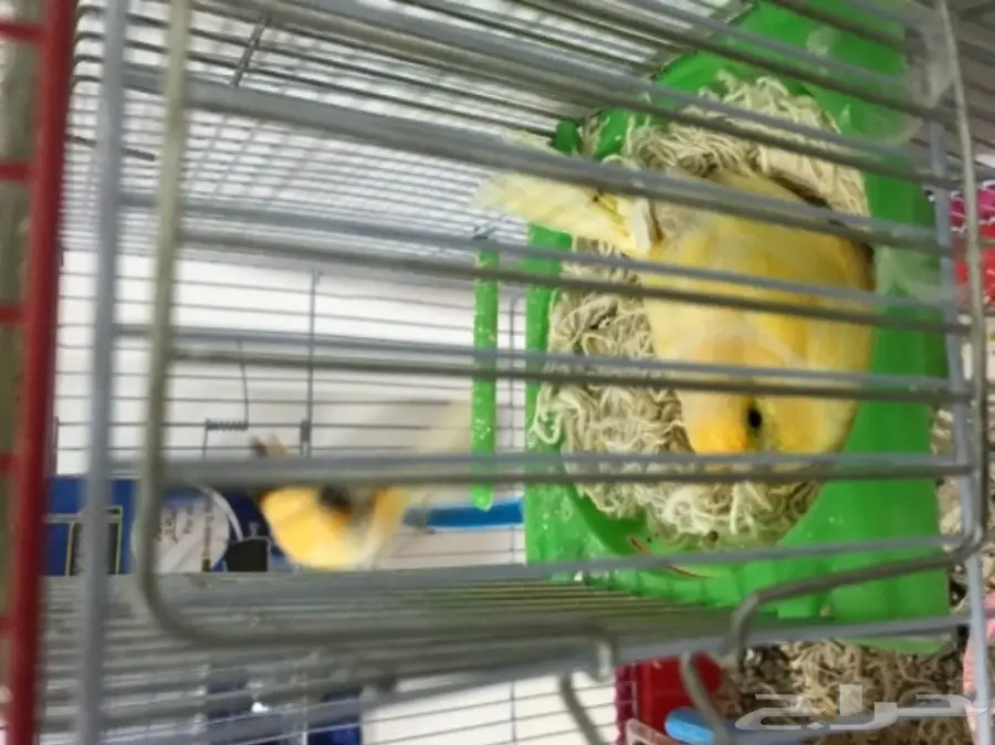 زوج كناري منتج ع الشرط (image 8)