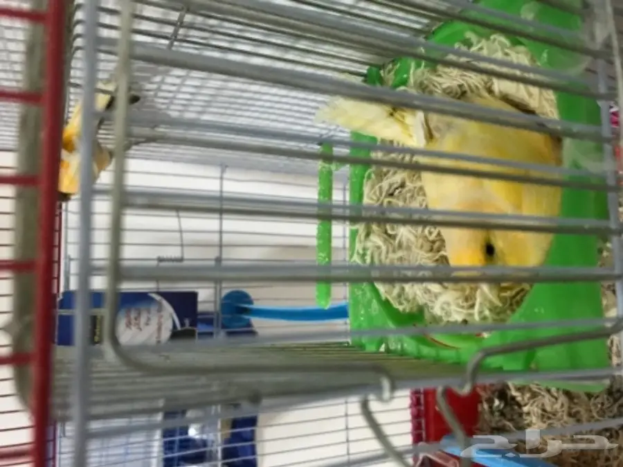 زوج كناري منتج ع الشرط (image 9)