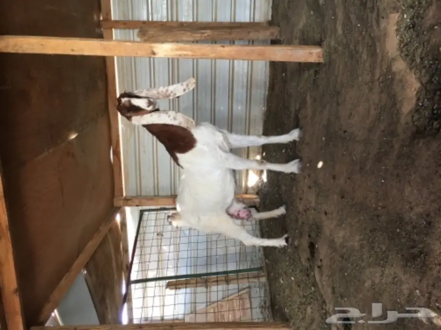 رباع خصم هولندي - فرصة ذهبية! (image 1)