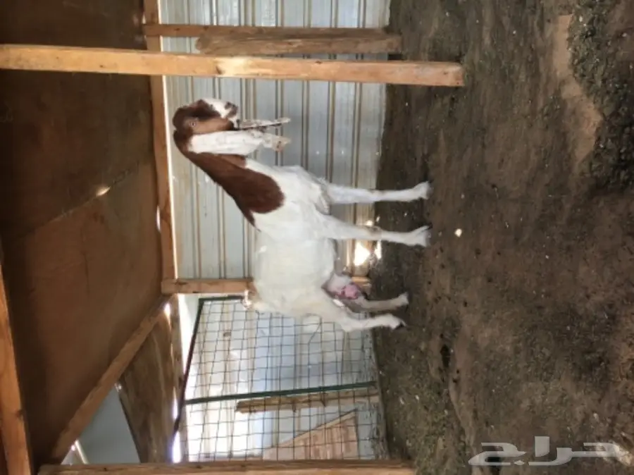 رباع خصم هولندي - فرصة ذهبية! (image 2)