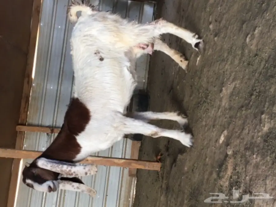 رباع خصم هولندي - فرصة ذهبية! (image 4)