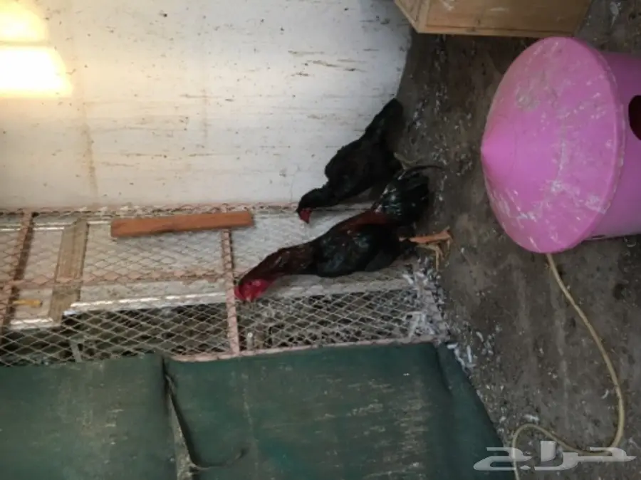 ديك باكستاني أصيل - فرصة لا تعوض!