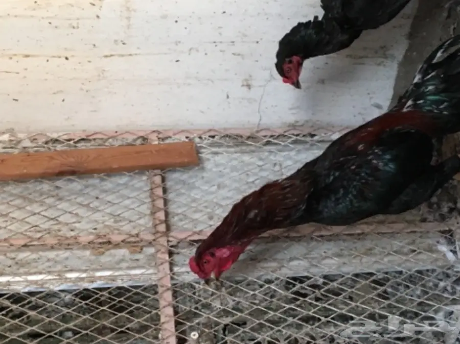 ديك باكستاني أصيل - فرصة لا تعوض! (image 1)