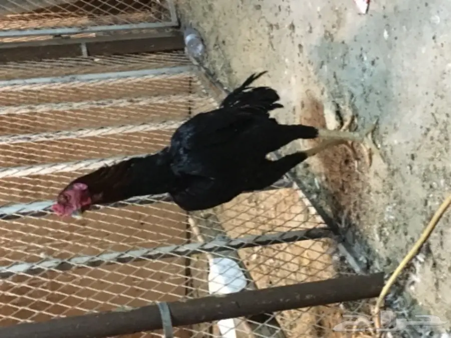 ديك باكستاني أصيل - فرصة لا تعوض! (image 2)