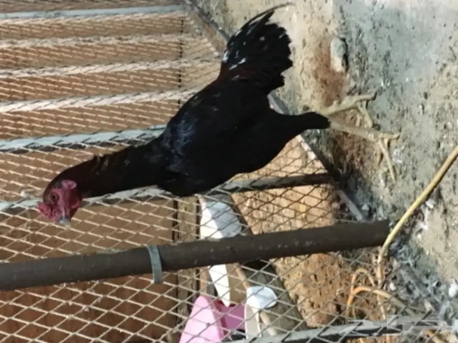 ديك باكستاني أصيل - فرصة لا تعوض! (image 3)