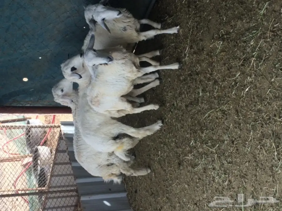 للبيع: طليان ورخال - فرصة ذهبية!