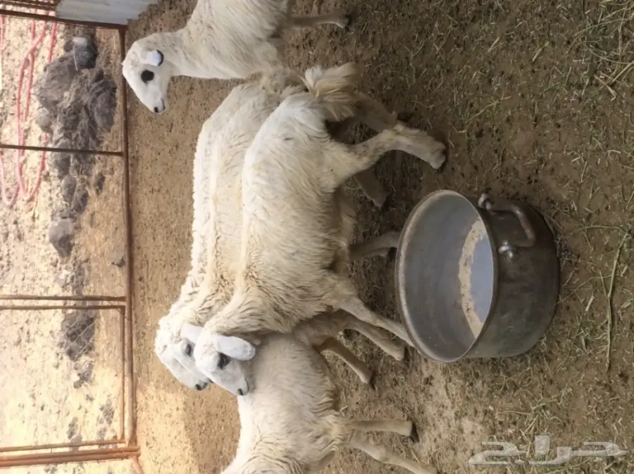 للبيع: طليان ورخال - فرصة ذهبية! (image 1)