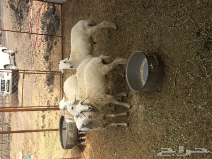 للبيع: طليان ورخال - فرصة ذهبية! (image 2)