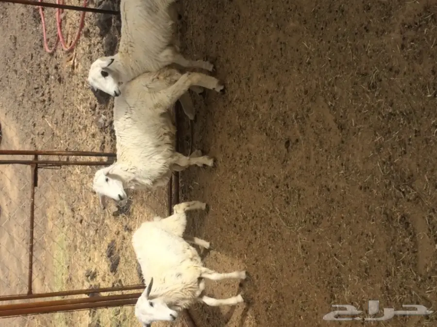 للبيع: طليان ورخال - فرصة ذهبية! (image 3)