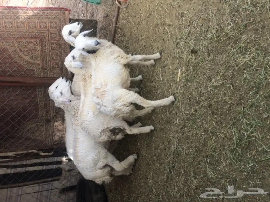 للبيع: طليان ورخال - فرصة ذهبية! (image 4)