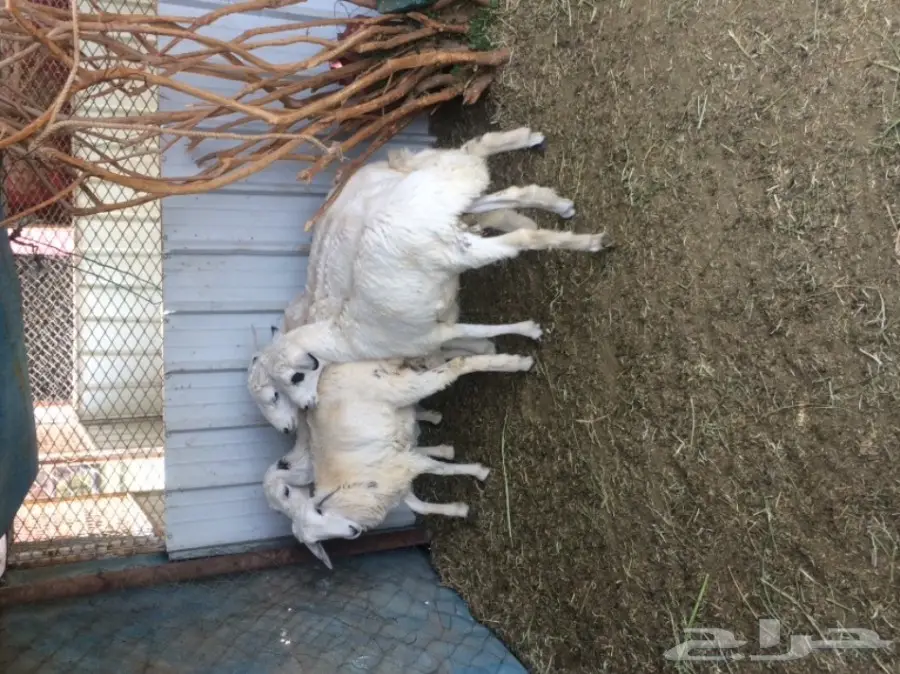 للبيع: طليان ورخال - فرصة ذهبية! (image 5)