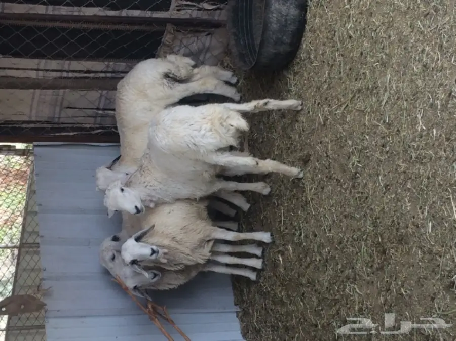 للبيع: طليان ورخال - فرصة ذهبية! (image 8)