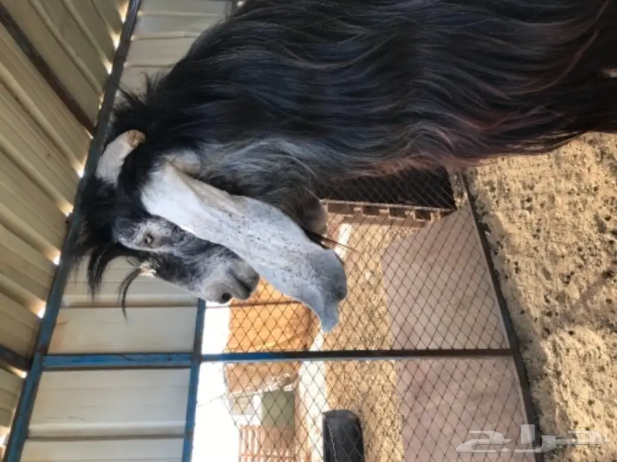 تيس فحل عارضي خصم