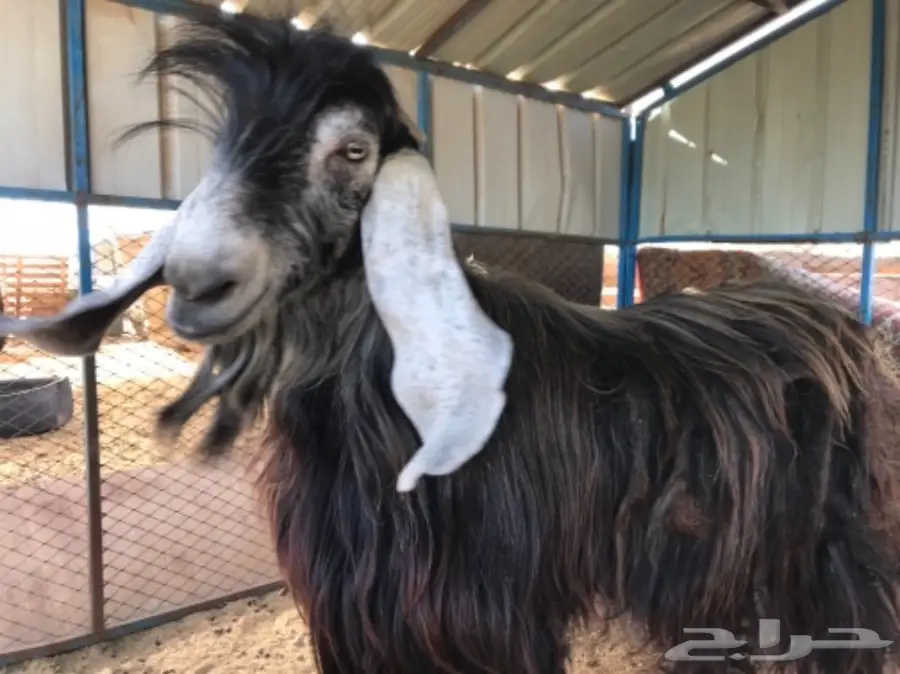 تيس فحل عارضي متميز - فرصة لا تُفوَّت! (image 1)