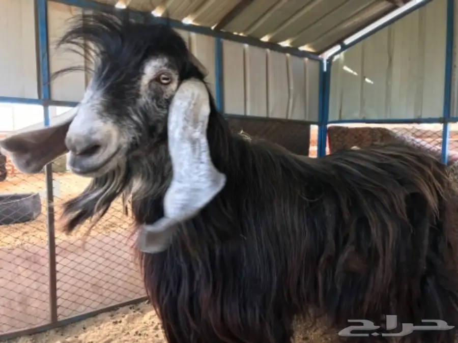 تيس فحل عارضي متميز - فرصة لا تُفوَّت! (image 2)