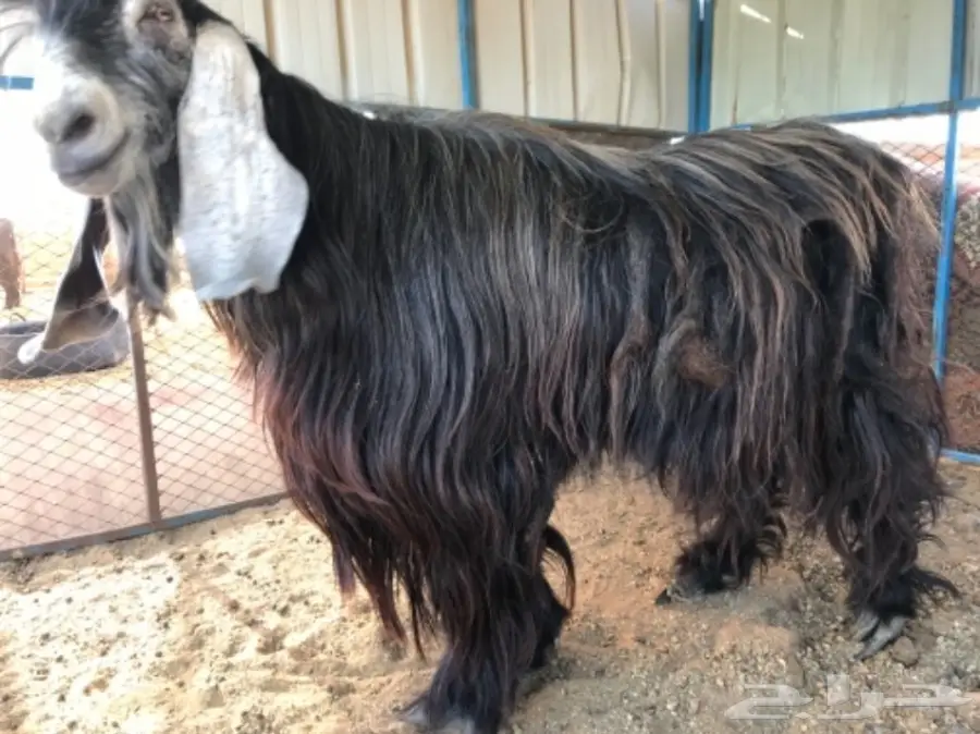 تيس فحل عارضي متميز - فرصة لا تُفوَّت! (image 4)