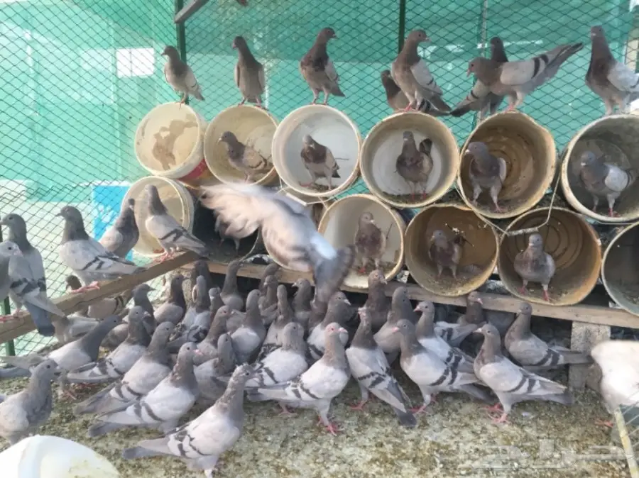  للبيع حمام فرنسي سلفر ( طبات ) (image 1)