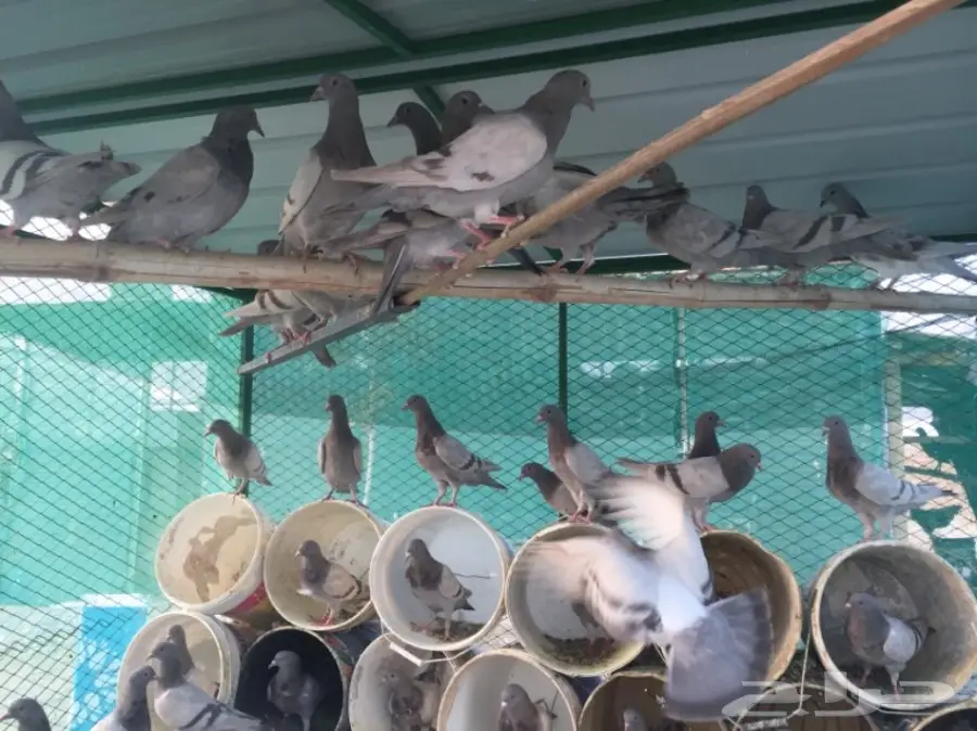  للبيع حمام فرنسي سلفر ( طبات ) (image 2)