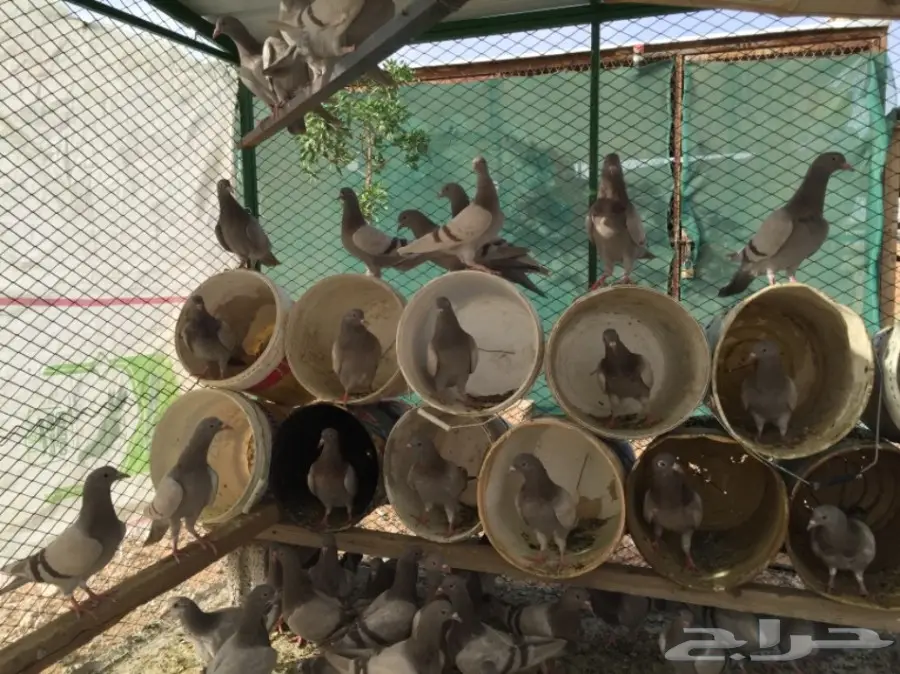  للبيع حمام فرنسي سلفر ( طبات ) (image 3)