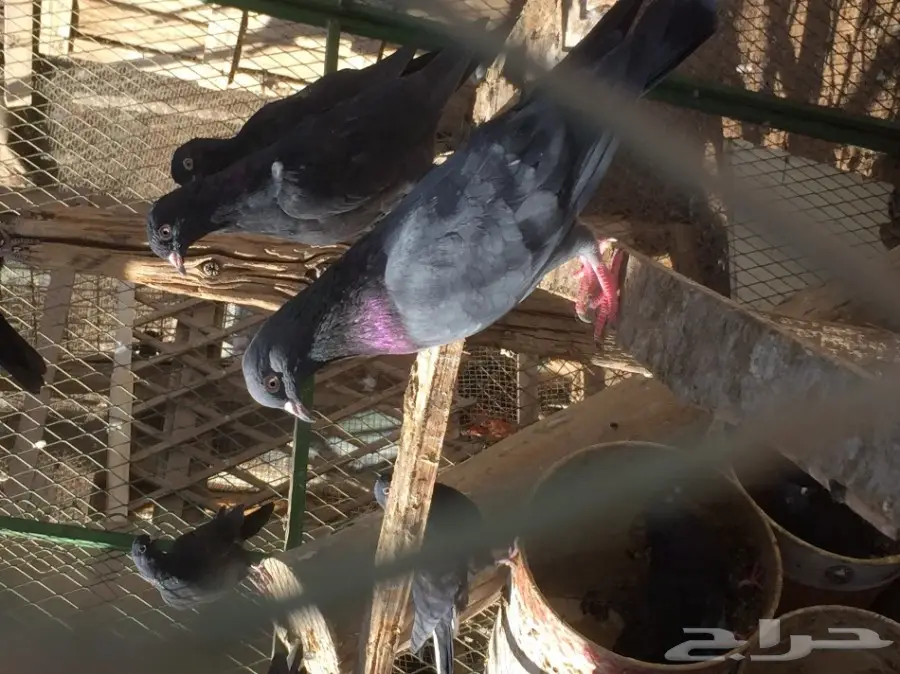 قطايف عشه و حده 