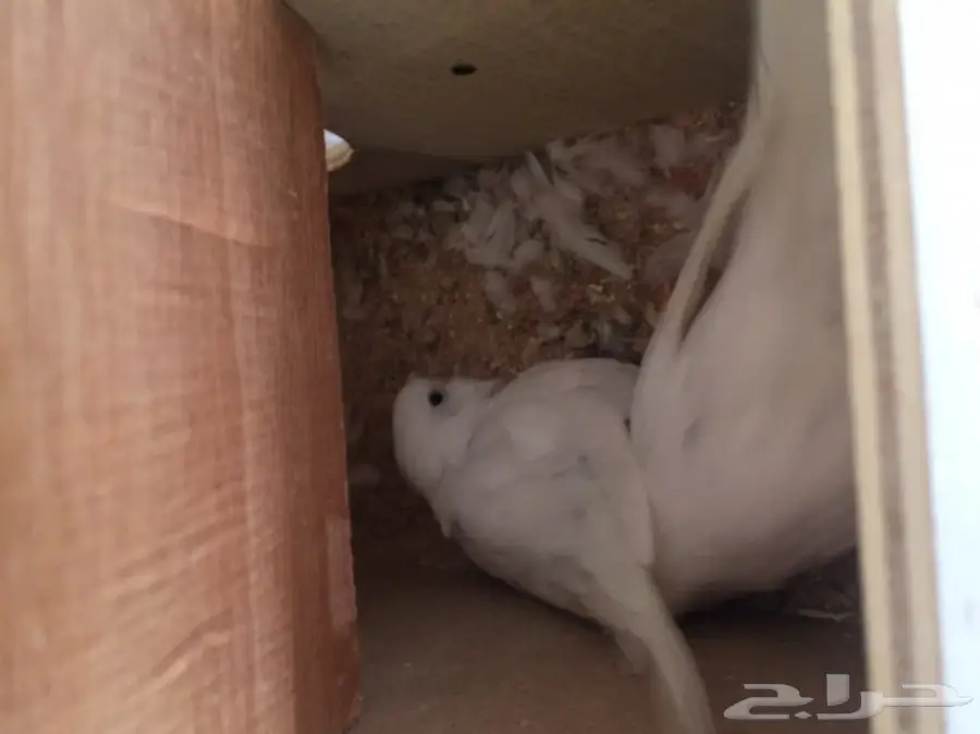 ازواج بادجي وانثى كروان