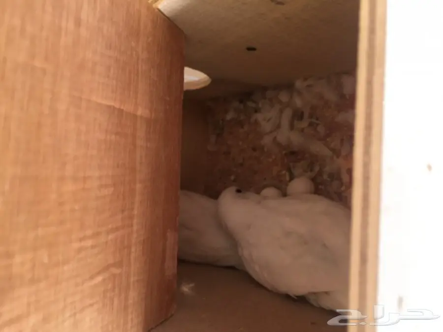 ازواج بادجي وانثى كروان (image 1)