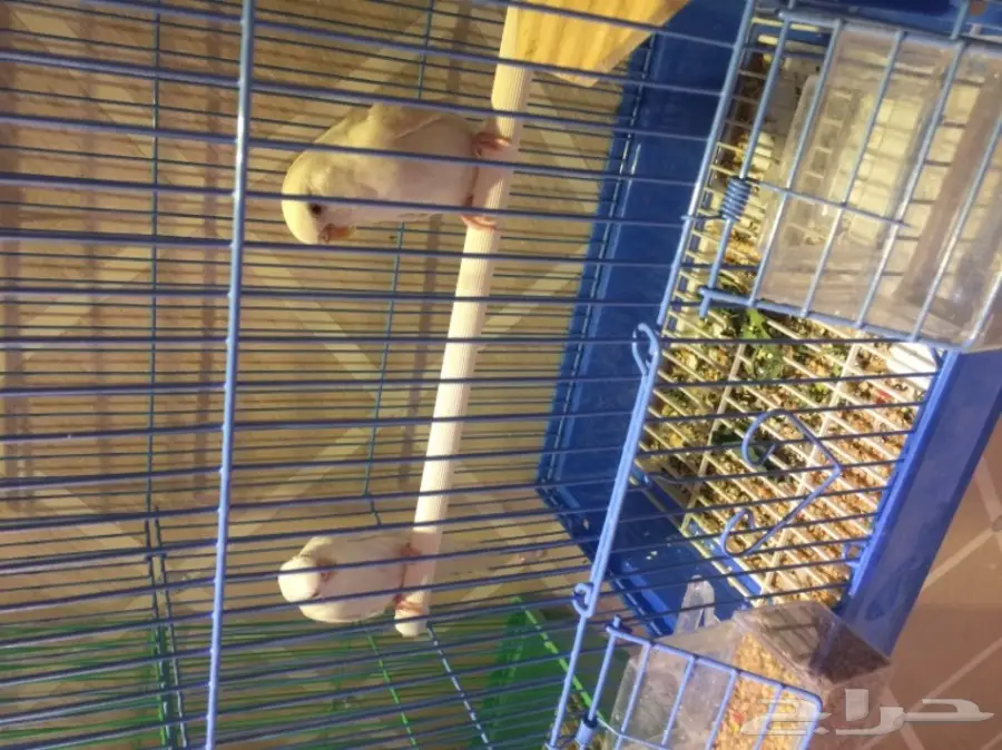 ازواج بادجي وانثى كروان (image 2)