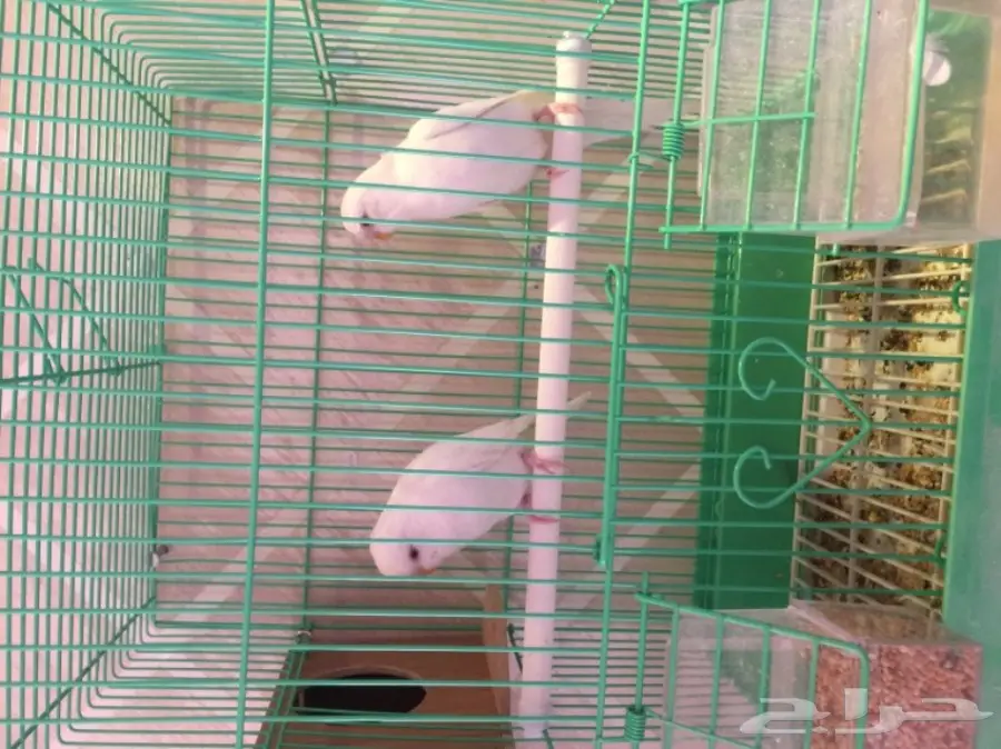 ازواج بادجي وانثى كروان (image 3)