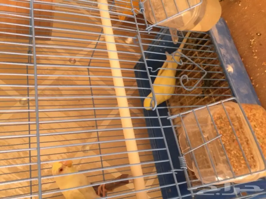 ازواج بادجي وانثى كروان (image 4)