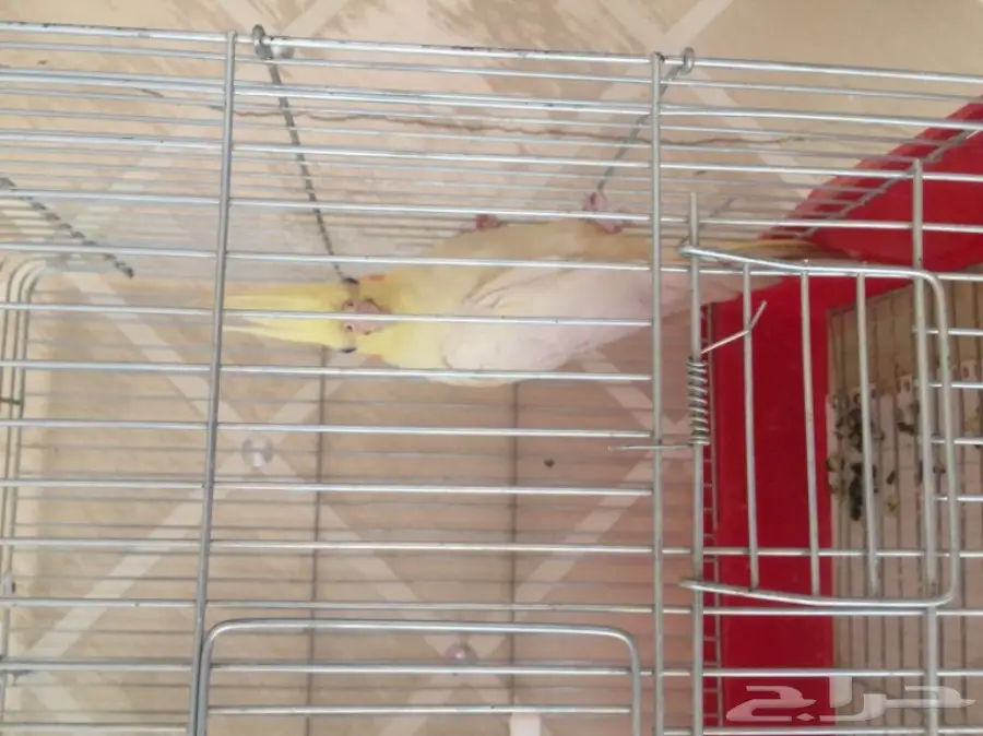 ازواج بادجي وانثى كروان (image 5)