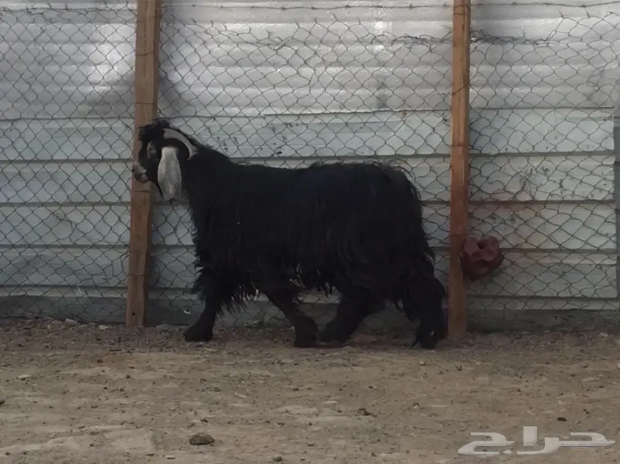 فحل عارضي طيب وحار بالقريع (image 1)