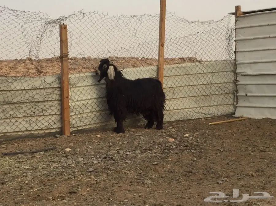 فحل عارضي طيب وحار بالقريع (image 2)