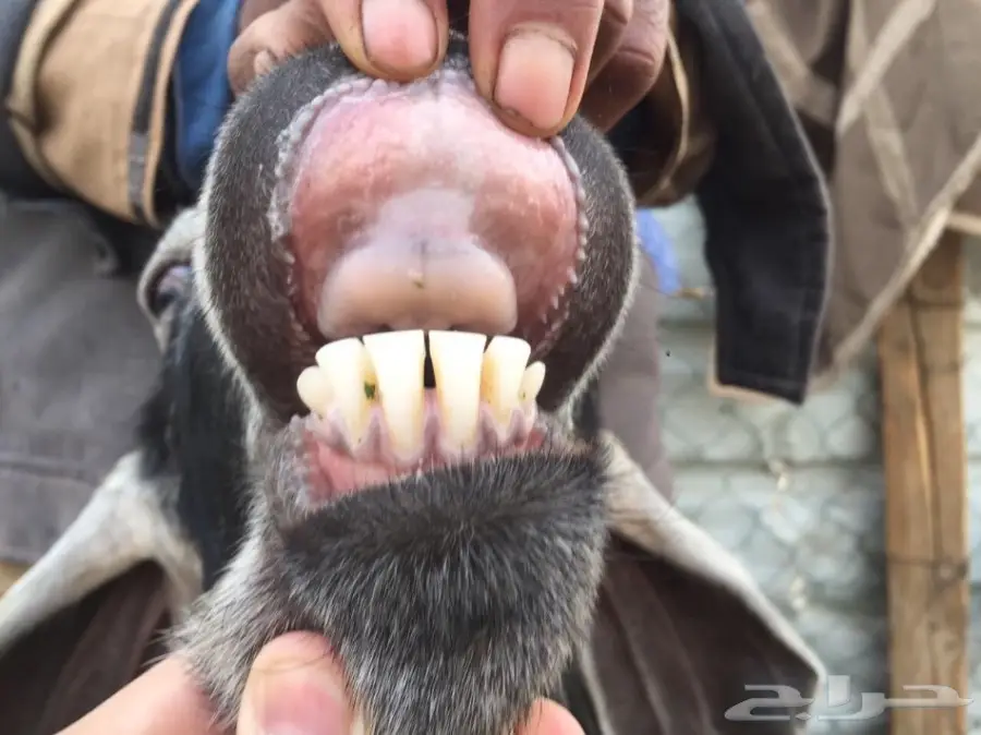 فحل عارضي طيب وحار بالقريع (image 3)