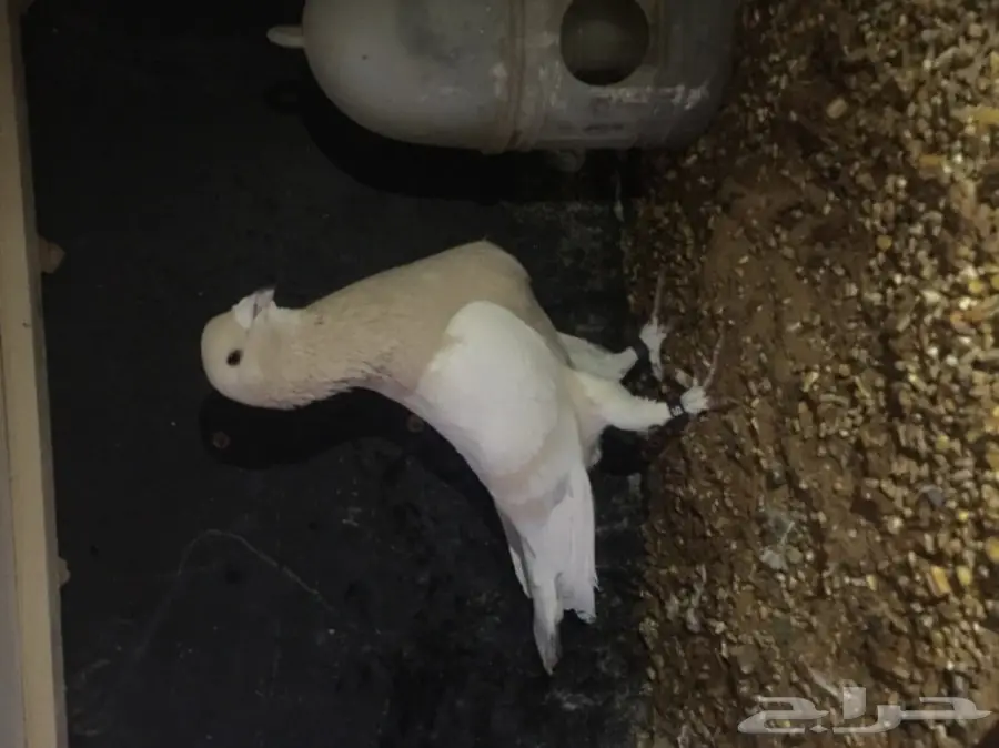 اقبل البدل بارانب  