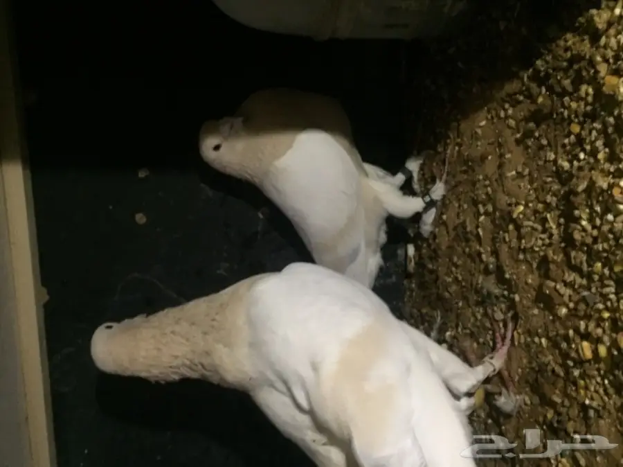 اقبل البدل بارانب   (image 1)