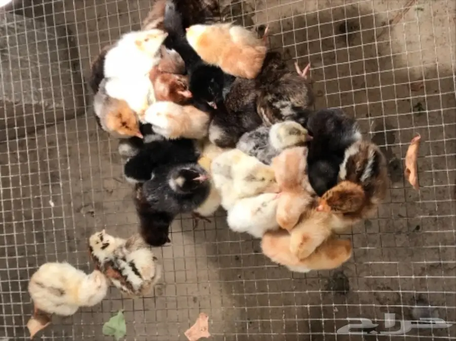 للبيع صوص دجاج بلدي فواخر